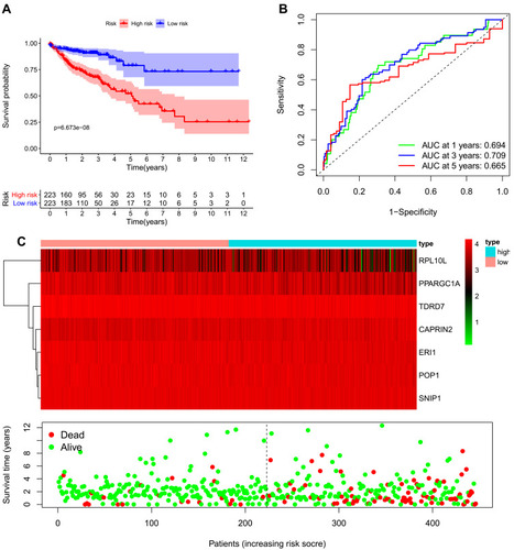 Figure 5 Risk score analysis of the seven-gene prognostic model in The Cancer Genome Atlas (TCGA) cohort. (A) Survival curve for low-risk and high-risk groups. (B) Receiver operating characteristic (ROC) curves for predicting overall survival (OS) based on the risk score. (C) Expression heat map, risk score distribution, and survival status.