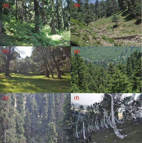 Figure 3. Plant communities identified in the forest zone of Gulmarg Wildlife Sanctuary.