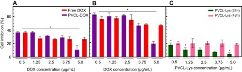 Figure 6 MTT Cytotoxic assay regarding different concentrations of free DOX, PVCL-Lys and PVCL-DOX on MCF-7 cell line (*P<0.05). (A and B) Cytotoxicity assessment of free DOX and PVCL-DOX with equal DOX concentration of free DOX in 24 hrs and (B) 48 hrs. (C) Cytotoxicity assessment of PVCL-Lys in 24 and 48 hrs.Abbreviations: DOX, doxorubicin; PVCL, poly(N-vinylcaprolactam).