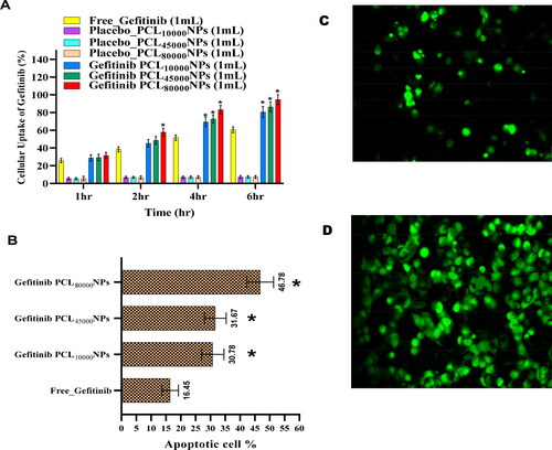 Figure 6. (A) Cellular uptake and (B). cell death analysis of free Gefitinib and Gefitinib, Gefitinib PCL10,000NPs, Gefitinib PCL45,000NPs, Gefitinib PCL80,000NPs (*significantly different from free Gefitinib (p < 0.05)). CLSM images of cellular internalization of Gefitinib PCL80,000NPs into NCI-H460 cell at 2nd (C) and 6th (D) hours of incubation, respectively.