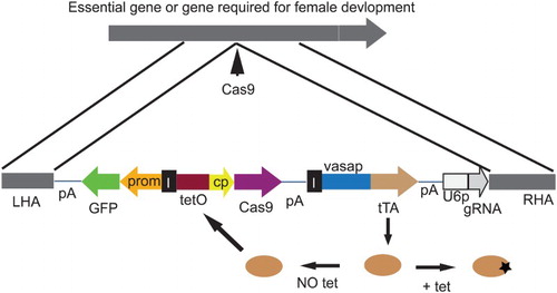 Figure 1. A conditional Cas9-mediated gene drive. The tetracycline transactivator (tTA) is expressed in the germline using the vasa gene promoter. In the absence of tetracycline in the diet, tTA will bind to tetO and activate expression of Cas9. Expression of a gRNA complementary to an essential gene is controlled using a U6 gene promoter. Following Cas9 digestion of the essential gene, homology-directed repair will lead to insertion of the multi-gene cassette bracketed by left (LHA) and right (RHA) homology arms. A GFP marker gene would facilitate initial identification of genetically modified insects. Insulator elements (I) prevent tTA bound to tetO from enhancing its expression from the vasa gene promoter, which could reduce fitness. Additional containment measures should be used for drive evaluation such as physical barriers and splitting the drive by not including the vasa-Cas9 or U6-gRNA gene in the construct shown.