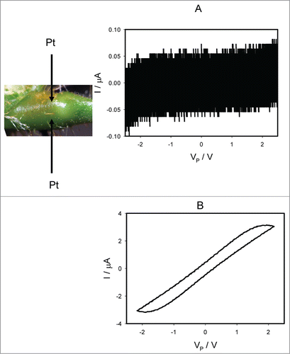 Figure 9. Electrical current I versus voltage VP applied across a pulvinus after deposition of 10 μL drops of 10 mM TEACl on all pulvini, secondary pulvini and some pinnules 50 hours before electrical measurements. Frequency of triangle voltage scanning was 0.001 Hz (A) and 1 kHz (B). R = 47 kOhm. Position of Pt electrodes in the pulvinus of Mimosa pudica is shown.