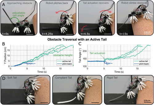 Figure 8. The climbing robot traversing a large obstacle (obstacle height = body length). (A) Image sequence of a successful traversal with a tail of medium stiffness, showing the robot (from left to right) approaching the obstacle, pitching backward as it ascends, actuating its tail to prevent loss of contact, and having ascended the obstacle. (B) Time history of several obstacle ascent trials, showing failed ascents with the tail remaining unused at 130∘ and successful ascents using the active tail. (C) Tail angle time histories of the same set of traversal tests. Change of tail angle during pitch-back is due to the robot's weight bending the tail back. (D) Robot failing to scale obstacle with a soft tail, climbing obstacle with a compliant tail and using a rigid tail to actively aid the ascent.