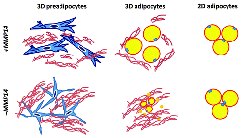Figure 3. MMP14 (MT1-MMP) as a 3D factor. MMP14 is required for the cytoskeletal rearrangement of preadipocytes in a 3D collagen environment (3D preadipocytes). MMP14-dependent cell shape regulation is closely linked to the adipogenic potential of preadipocytes in a 3D environment (3D adipocytes). The loss of MMP14 activity leads to the aberrant cell shape of preadipocytes and impaired 3D adipogenesis, which is coupled with the excess accumulation of undigested collagen fibers. MMP14 is not required for adipogenesis under 2D culture conditions (2D adipogenesis).