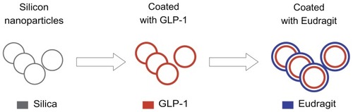 Figure 1 Scheme of the formation of the GLP-1 loaded silica-based pH-sensitive nanomatrix (SPN-GLP-1).Abbreviations: GLP-1, glucagon-like peptide-1; SPN-GLP-1, silica-based pH-sensitive nanomatrix loaded with glucagon-like peptide-1.