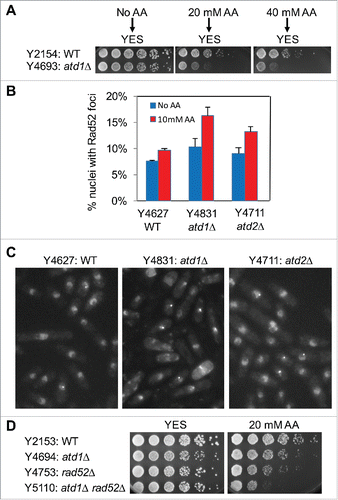 Figure 2. Acetaldehyde induces DNA damage in the absence of acetaldehyde dehydrogenase. (A) Cells were incubated for 3 h in YES liquid medium containing the indicated concentrations of acetaldehyde. Then, 5-fold serial dilutions of cells were prepared, plated on YES agar medium without acetaldehyde, and incubated for 3 to 5 d at 30°C. (B) Cells of the indicated genotypes were engineered to express Rad52-YFP, grown in YES medium at 25°C until mid-log phase, and treated with 10 mM acetaldehyde (AA) for 2 h. The percentages of nuclei with at least one Rad52-YFP focus are shown. At least 200 cells were counted for each strain. Error bars correspond to standard errors of the mean (SEM) obtained from 3 independent experiments. (C) Representative images of the acetaldehyde-treated cells used in B are shown. (D) Five-fold serial dilutions of cells of the indicated genotypes were grown on YES agar medium containing 0 and 20 mM acetaldehyde. Cells were incubated for 3 to 5 d at 30°C.