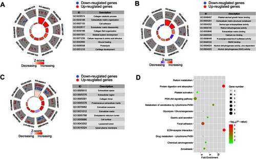 Figure 2 Functional enrichment analyses for 76 differently expressed genes in gastric cancer tissues. Extracellular matrix-related terms or pathway were significantly enriched (A) Top ten enriched GO-biological process terms; (B) Top ten enriched GO-molecular function terms; (C) Top ten enriched GO-cellular component terms; (D) Top twelve enriched KEGG pathways. z-score=(fold change of upregulated genes- fold change of downregulated genes)/square root of gene count numbers. For each gene, the fold change used here was the average value calculated by the results obtained from four GEO datasets.