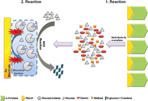 Scheme 1. Schematic representation of enzymatic reactions in the reaction medium.