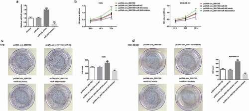 Figure 5. Circ_0001785 regulated the breast cancer cell proliferation by targeting miR-942. (a) The transfection efficiencies of miR-942 overexpression and knockdown were measured by qRT-PCR. ***p < 0.001 vs. miR-NC. (b) The effect of miR-942 overexpression and knockdown on T47D and MDA-MB-231 cells proliferation were measured by CCK-8 assay at 24, 48 and 72 h. **p < 0.01 and ***p < 0.001 vs. pcDNA-circ_0001785+ miR-NC. (c-d) Colony formation assay was performed to determine the effect of miR-942 overexpression and knockdown on the proliferation abilities of T47D and MDA-MB-231 cells. **p < 0.01 and ***p < 0.001 vs. pcDNA-circ_0001785+ miR-NC