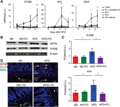 Figure 1. Dietary change from a normal chow diet (ND) to a high-fat diet (HFD) induced an EGC response. 6-8-week-old WT B6 male mice initially fed with a ND were switched to a HFD on day 0. (A) Time course of the relative mRNA expression of s100β, artn, and gdnf in the indicated intestinal tissue segments after HFD feeding (n = 3-5 in each time point). The small intestine (SI) was manually divided into four approximately equal parts. The segments were labeled sequentially from 1 to 4, starting from the proximal duodenum (SI-1) to the distal ileum (SI-4). ** P < 0.01; ***P < 0.001 using two-way ANOVA plus Bonferroni post hoc tests. (B) Immunoblot analysis of the ileal S100β and ARTN expression at day 3 after HFD consumption. Fluorocitrate (FC) was administered twice daily for three days starting from day 0. Each lane represents a sample from one individual mouse. (C) Densitometry quantification for (B). ** P < 0.01 using one-way ANOVA plus Bonferroni post hoc tests. (D) Immunofluorescence for glial cell marker GFAP and pan-neuronal marker HuC/D in the ileal tissue sections derived from the wild-type B6 mice that were either on a ND or switched to a HFD for three days in the presence or absence of FC treatment. Scale bar, 50 µm; arrows indicate the mucosal GFAP+ glial cells; arrowheads indicate the ganglia of the myenteric plexus.