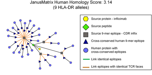 Figure 4. Cytoscape figure of human-like epitope.“Non-IgG Tregitope” that was identified in the CDR region of infliximab. This peptide contains several HLA binding motifs (dark grey squares) including one that is extensively conserved with multiple self-peptides that share the same TCR face (dark blue triangles). The JanusMatrix score for this peptide is 3.14. None of the cross-conserved peptides are found in IgG in this instance. This peptide was shown to be associated with IL2 secretion in studies of human T cell responses to infliximab peptides carried out by Vultaggio et al.Citation6