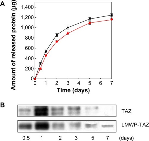 Figure 5 (A and B) Recombinant protein release from alginate gel.Notes: (A) The amounts of released TAZ protein (■) and LMWP-TAZ fusion protein (•) from alginate gel were measured by 2,4,6-trinitrobenzene sulfonic acid assay. (B) The release amounts of TAZ and LMWP-TAZ fusion proteins on bone minerals were confirmed by Western blot analysis using TAZ antibody.Abbreviations: LMWP, low-molecular-weight protamine; TAZ, PDZ-binding motif.