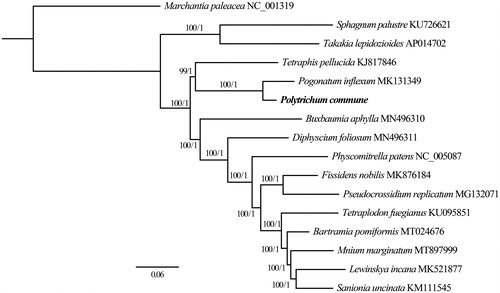 Figure 1. Maximum Likelihood (ML) and Bayesian Inference (BI) phylogenetic tree of 16 complete chloroplast genomes: Polytrichum commune (MW528408, in this study), Bartramia pomiformis (MT024676), Buxbaumia aphylla (MN496310), Diphyscium foliosum (MN496311), Fissidens nobilis (MK876184), Lewinskya incana (MK521877), Marchantia paleacea (NC_001319), Mnium marginatum (MT897999), Pogonatum inflexum (MK131349), Physcomitrella patens (NC_005087), Pseudocrossidium replicatum (MG132071), Sanionia uncinata (KM111545), Sphagnum palustre (KU726621), Takakia lepidozioides (AP014702), Tetraphis pellucida (KJ817846) and Tetraplodon fuegianus (KU095851). The ingroup consisted of 15 moss species representing 14 orders and five classes and Marchantia paleacea (NC_001319) as an outgroup. Phylogenetic tree was drawn based on ML tree. The numbers above branches indicate bootstrap values (BS) and Bayesian Posterior Probabilities (PP).