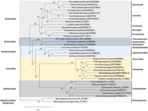 Figure 3. Maximum-Likelihood (ML) phylogenetic tree of 33 published complete Mitogenomes of Echinodermata, including that of P. prolixa, based on the concatenated nucleotide sequences of protein-coding genes (PCGs). The numbers on the branches indicate ML bootstrap percentages. DDBJ/EMBL/genbank accession numbers for published sequences are incorporated. The black arrow represents the sea pen analyzed in this study.