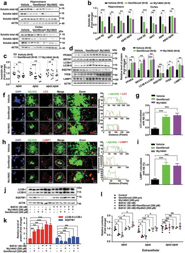 Figure 5. PPARA agonists induce autophagy and alleviate hippocampal and cortex amyloid pathology in APP-PSEN1ΔE9 mice. (a-b) Levels of soluble total Aβ, Aβ42, Aβ40, and Aβ42:Aβ40 in the hippocampus and cortex tissues in APP-PSEN1ΔE9 mice treated with DMSO (vehicle) or PPARA agonist (either gemfibrozil or Wy14643) as determined by western blotting. (c) Levels of insoluble Aβ40, Aβ42, and Aβ42:Aβ40 in the hippocampus tissues of APP-PSEN1ΔE9 mice treated with DMSO (vehicle) or PPARA agonist (gemfibrozil or Wy14643) determined by ELISA. (d-e) Protein levels of PPARA, the autophagy markers (BECN1, LC3B-II:LC3B-I and SQSTM1) and the lysosome markers (TFEB and LAMP1) in the hippocampus tissues of APP-PSEN1ΔE9 mice. (f-i) Representative double staining image showing an increased colocalization of 4G8-labled amyloid plaques with LC3 (f-g) and 4G8-labled amyloid plaques with LAMP1 (h-i) in coronal brain sections from APP-PSEN1ΔE9 mices treated with or without PPARA agonist (gemfibrozil and Wy14643). Line graphs in (f) and (h) (right) indicated fluorescence intensity across the white dotted lines. (j-k) Western blotting analyse of autophagy markers LC3B-II:LC3B-I and SQSTM1 in cell lysates from U251-APP cells treated with BAFA1 (50 nM), gemfibrozil (200 μM), Wy14643 (200 μM), or both (BAFA1 and gemfibrozil, or BAFA1 and Wy14643). (l) Levels of extracellular Aβ42, Aβ40, and Aβ42:Aβ40 in the supernatant of U251-APP cells treated with BAFA1 (50 nM), gemfibrozil (200 μM), Wy14643 (200 μM), or both (BAFA1 and gemfibrozil, or BAFA1 and Wy14643). Data are representative of 3 independent experiments with similar results. ns, not significant; *, P < 0.05; **, P < 0.01; ***, P < 0.001; one-way ANOVA with the Tukey’s post-hoc test. Bars represent mean ± SEM.