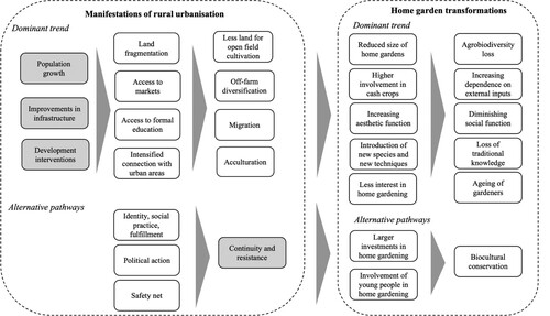 Figure 1. Rural urbanisation as a key driver of home garden transformations.Source: Author’s elaboration based on the literature review presented in this section.