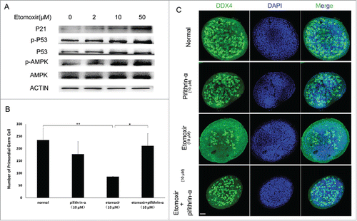 Figure 4. Verification of p53 activation dependent G1 arrest. (A) Western blot analysis showed expression of P-p53 and p21 increased with inhibition of fatty acid degradation. ACTIN was used as a control. (B and C). Quantity of PGCs was determined. Compared with controls, total number of PGCs significantly decreased after addition of CPT1 inhibitor. Total number of PGCs was restored to control levels by simultaneous addtion of CPT1 and p53 inhibitors into normal medium.