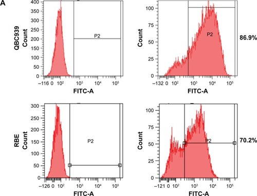 Figure 2 Transfection and knockdown efficiency of PANDAR-specific siRNAs and PANDAR depletion retarded cell proliferation and colony formation in CCA cells.