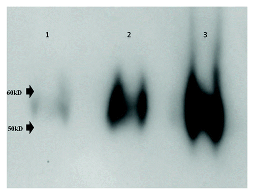 Figure 1. Western Blot analysis. Five ul aliquots each of crude infected cell culture supernatant (lane 1), Minimate tangential flow filtration retentate (lane 2) and fraction from sucrose density gradient (lane 3) were resolved by SDS-PAGE (4–20% gradient gel) and dengue E protein was enumerated by standard western blot analysis using monoclonal antibody 4G2