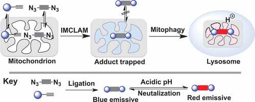 Figure 1. Schematic for fluorescence-on detection of mitophagy by IMCLAM. Intra-organelle bioorthogonal ligation of a pair of ΔΨm-probes gives an optical triad stably trapped in mitochondria. Delivery of mitochondria into lysosomes in mitophagy gives rise to acidity-triggered red fluorescence of the triad restricted in mitochondria