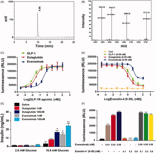 Figure 3. Characterization of novel GLP-1R agonist. (A) HPLC chromatogram. (B) mass spectra analysis of everestmab (34266.81 Da). In vitro biological activities of everestmab. (C) Representative concentration response curves for stimulation of cAMP accumulation by everestmab in CHO cells stablely expressing human GLP-1R. (D, E) Inhibition of the luciferase activity by exendin (9–39), an antagonist of GLP-1R. (F) Insulinotropic activity of everestmab on isolated rat islets. Results are presented as means ± SD (n = 3 each group). ***p<.001, **p<.02, *p<.05, comparing saline to GLP-1R agonists injection.