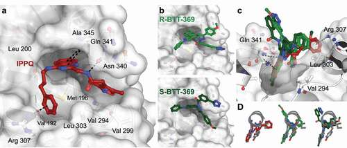 Figure 1. A. Docking analysis of IPPQ and BTT-369 binding to CaVβ highlights differences in cavity occupancy. (a) IPPQ and (b) BTT-369 docked to the AID-binding cavity of the rat CaVβ3 subunit (PDB ID 1vyt [Citation25]). (c) Rotated view shows that both isomers of BTT-369 project from the binding pocket. (d) Overlap with conserved residues Tyr467, Trp470, and Ile471 from co-crystallized rat CaVα1 c (1.2) AID helix. Docking scores: −7.0 for IPPQ, −6.3 for R-BTT-369, −6.1 for S-BTT-369