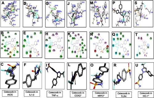 Figure 3 Docking results showed the best pose of celecoxib that fitted to iNOS, IL1-β, TNFα, COX2, Nrf2, TLR4, HO1. Post-docking analysis were visualized by Discovery Studio Visualizer in both 2-D and 3-D poses. Interaction between celecoxib and iNOS were shown by panel (A,), IL1β by panel (D, E), TNFα by panel (G, H), COX2 by panel (J, K), Nrf2 by panel (M, N), TLR4 by panel (P, Q), and HO1 by panel (S, T). 3-D poses were shown by panel (A, D, G, J, M, P, S) and 2-D by panel (B, E, H, K, N, Q, T). Panel (C, F, I, L, O, R, U) represents the best pose of celecoxib that fits in iNOS, IL1β, TNFα, COX2, Nrf2, TLR4, HO1 respectively.