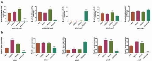 Figure 4. Effect of mvaT mvaU knockout mutations on gene expression of pyocyanin biosynthesis system. A: β-galactosidase activity of phzA-G1/A2-G2/H/M/S: lacZ fusion covering the regulatory region. B: Relative gene expression of pyocyanin biosynthesis genes detected by Real-Time PCR. Data were calculated with one-way ANOVA and Bonferroni’s multiple comparisons, in comparison to P. aeruginosa PAO1, *P< 0.05, **P< 0.01, ***P< 0.001, ****P< 0.0001