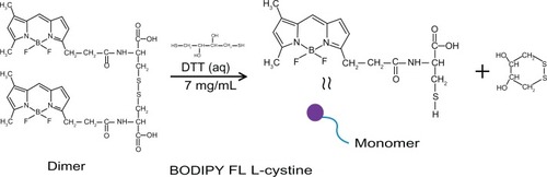 Figure 1 FL L-cystine dissociation to form monomer in presence of dithiothreitol.