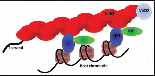 Figure 1. A model for the VIP1-mediated association of the Agrobacterium T-complex with the host cell chromatin. See text for details.