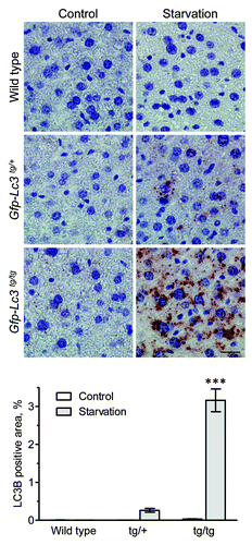 Figure 10. Envision+ enhances the immunohistochemical detection of LC3B in GFP-LC3 transgenic mice. Liver samples were isolated from fed wild-type, Gfp-Lc3tg/+ or Gfp-Lc3tg/tg mice (control) and from mice that underwent starvation for 48 h. After fixation in neutral buffered formalin for 24 h, tissues were paraffin-embedded and stained for LC3B using rabbit monoclonal anti-LC3B (clone D11, Cell Signaling, 1:100 [wild-type]; 1:300 [Gfp-Lc3tg/+] or 1:1,000 [Gfp-Lc3tg/tg]) and Envision+. Heat-mediated antigen retrieval was performed in citrate buffer (pH 6.0). Scale bar, 20 μm. The LC3B positive area was quantified. ***p < 0.001 vs. control (two-way ANOVA, followed by Bonferroni post test, n = 10).