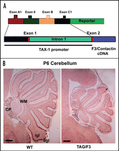 Figure 4 Changes in the cerebellar size arising from F3/Contactin developmental misexpression from the TAX-1 promoter. (A) Organization of the TAX-1 promoter/F3 cDNA construct. The F3/Contactin regulatory region, including the genomic sequences surrounding exons A1, 0, B and C1, has been replaced for by the promoter region from the human TAX-1 gene and used to drive the F3/Contactin cDNA in transgenic mice. (B) Changes in the cerebellar size arising from F3/Contactin developmental misexpression under control of the TAX-1 promoter, observed in postnatal day 6 mice. An F3/Contactin immunostaining is shown. egl, external granular layer; igl, inner granular layer; PCl, Purkinje cells layer; WM, white matter; CP, Choroid Plexus. Scale bar: 200 µm.