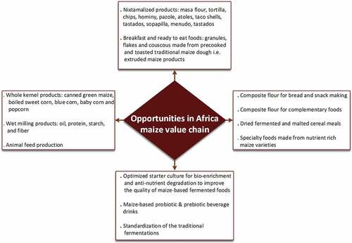 Figure 3. Framework of opportunities in Africa's maize value. Nixtamalization technique in Mexico generates about 300 products [Citation22]. The vast amount of product from this technique coupled with its nutritional and food safety benefits shows that it could make a significant impact in Africa and can serve as a driver for the nutrient-dense varieties currently having low adoption. The close similarity of this technique with the examples of the traditional processing methods in Africa shows a strong possibility for incorporation and acceptance. Green maize and popcorn currently not sufficiently grown in the country are a huge gap of opportunities to be filled. And since fermentation is a critical processing step in Africa, local bio-enriched techniques can generate nutrient-rich products and probiotics/prebiotics from maize. The underutilization of maize for breakfast meal and composite flour could be overturned to drive the acceptance of improved maize varieties.