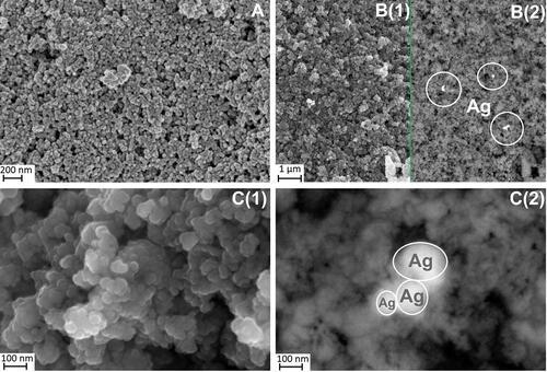 Figure 2 SEM image of ZnO+0.1% Ag nanoparticles used as implant coating (A–C). Images B(1) and B(2) as well as images C(1) and C(2) are images of identical areas of the sample that were taken using different detectors. (1) - SEM images taken with the InLens detector. (2) - SEM images taken with the AsB detector.