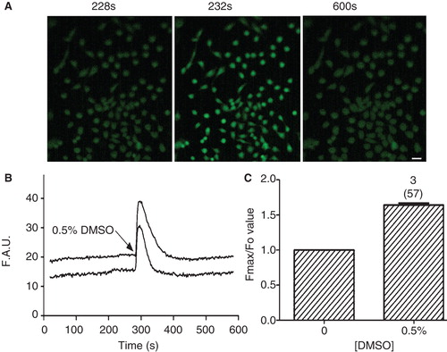Figure 4. Effect of DMSO on Ca2+ influx in CHO-K1 cells. (A) Representative intracellular Ca2+ fluorescent images before (228 s) and immediately after (232 s) application of DMSO as well as after fluorescence becoming stable (600 s). (B) Representative raw data traces for time course of Ca2+ fluorescence changes. (C) Relative Ca2+ fluorescent intensity (Fmax/F0) in the absence and presence of 0.5% DMSO. This Figure is reproduced in color in the online version of Molecular Membrane Biology.