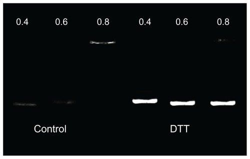 Figure 4 The influence of dithiothreitol (DTT) on P105-polyethylenimine 2KD/DNA complexes: other than the later three being treated with DDT 10 mmol/L, the two groups of P105-polyethylenimine 2KD/DNA complexes were identical.