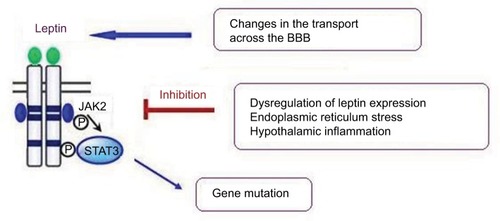 Figure 1 Mechanisms of leptin resistance.