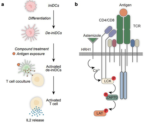 Figure 1. Schematic representation of the screening system and the effect of histamine receptor H1 on cancer immunosurveillance.