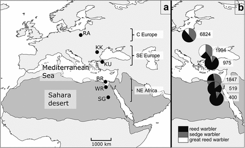 Figure 1. Locations of the ringing stations (black dots): RA – Rakutowskie, KK – Kalimok, KU – Kuscenneti, BR – Burullus, WR – Wadi El Rayan, SG – Saluga Ghazal, grouped into three regions (A) and shares of captured reed (black), sedge (dark grey), and great reed warblers (white) at each station with total number of caught birds of all species at each station (B). The Sahara and the deserts of the Arabian Peninsula are shown as shaded areas (after Rappole & Jones Citation2003; Fransson et al. Citation2006; modified).