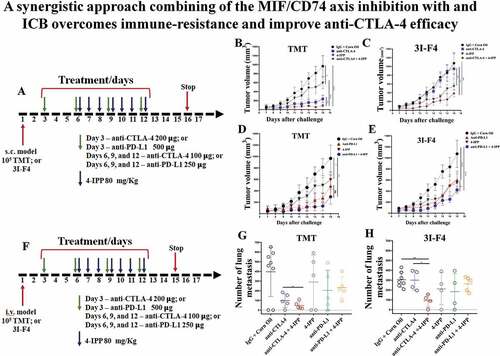 Figure 2. MIF/CD74 axis inhibition enhances immune-checkpoint blockade therapy efficacy. (a) Experimental design using subcutaneous models. Mice were injected on the right flank with 1 × 105 TMT (sensitive anti-CTLA-4 antibody) or 3I-F4 (resistant anti-CTLA-4 antibody) and followed up for 16 days. Green arrows represent anti-CTLA-4 or anti-PD-L1 injections, while blue arrows indicating 4-IPP injections. (b) Treatment with anti-CTLA-4 alone significantly decreased tumor growth in TMT S.C. model (p < .0001). The combination of anti-CTLA-4 with 4-IPP treatment proved to be significantly more effective than treatment with anti-CTLA-4 alone (p < .01); (c) anti-CTLA-4 alone had no effect in the resistant 3I-F4 tumor cells, however, when combined with 4-IPP, a decrease in tumor growth was observed (p < .001); (d, e) Treatment with anti-PD-L1 alone or in combination with 4-IPP significantly inhibited tumor growth in both TMT or 3I-F4 tumor cells. No advantage was observed in the combination treatment; (f) Experimental design using intravenous (i.v.) model. Mice were injected in the tail vein with 106 TMT or 3I-F4 and followed up for 14 days. Green arrows represent anti-CTLA-4 or anti-PD-L1 treatment, while blue arrows represent 4-IPP treatment. (g) Effect of anti-CTLA-4 alone or in combination with 4-IPP on TMT tumor cells significantly reduced the lung nodules number as compared with the vehicle (corn oil) plus IgG2 control. The combination treatment was significantly more effective than treatment with anti-CTLA-4 alone (p < .01). The anti-PD-L1 treatment alone or in combination with 4-IPP showed no effect in TMT I.V. model. (h) Treatment with anti-CTLA-4 alone had no effect on 3I-F4 lung colonies number, however, when combined with 4-IPP, a significant decrease in the lung colonies number was observed (p < .01). The anti-PD-L1 alone or combined with 4-IPP had no effect in 3I-F4 I.V. model. Data are cumulative of one experiment with five mice per group. Error bars represent the mean ± SEM. *P < .05, **P < .01, and ****P < .0001 using t-Test statistical analysis