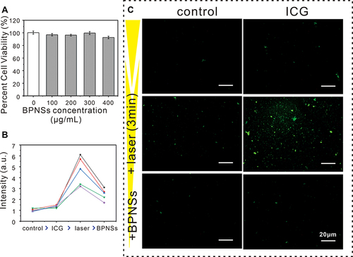Figure 4 BPNSs’ cellular protection against ROS damage. (A) Cell viability of HGF-1 cells treated with BPNSs at different concentrations; (B) Quantification analysis of DCF fluorescence intensity from confocal images; (C) Confocal images of the protective effect of BPNSs against ROS.