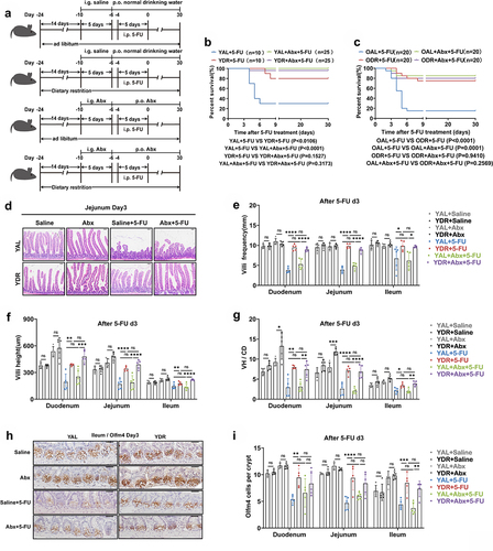 Figure 4. Abx administration rescued survival of AL mice after 5-FU treatment.