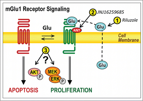 Figure 1. Three potential therapeutic approaches to activate apoptosis and prevent proliferation in metabotropic glutamate 1 (mGlu1) receptor-expressing melanomas. Simplified scheme of the actions of mGlu1 as a dependence receptor in melanoma cells. In the presence of the agonist glutamate (Glu) mGlu1 receptors promote proliferation, whereas the absence of glutamate leads to apoptosis. The numbers in yellow circles indicated the 3 putative targets for melanoma therapy: (1) depletion of extracellular glutamate, (2) pharmacological antagonism of the receptor, and (3) interference with downstream mechanisms of signal transduction. ANT, antagonist; P in gray circle, phosphate; MEK, mitogen-activated protein kinase kinase; ERK, extracellular signal-regulated kinase.