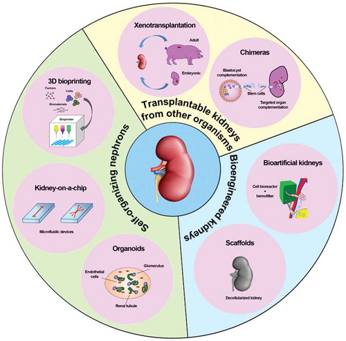 Figure 1. Current bioengineering strategies to build kidneys.