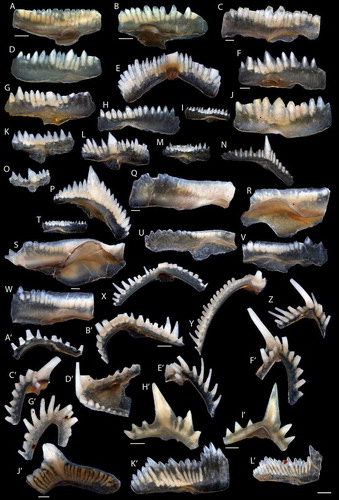 Figure 2. Conodonts from L. Jeppsson’s collection from the Hamra and Sundre formations. A–C. “Ozarkodina” eosteinhornensis Ziegler Citation1956; A. NRM-PZ Co85 from Holmhällar 1, Sundre Fm. (G87-414 LJ); B. NRM-PZ Co144 from Rivviken 1, Hamra or Sundre Fm. (G04-740 LJ); C. NRM-PZ Co87 from Holmhällar 1, Sundre Fm. (G73-78 LJ). D–E. “Oz.” eosteinhornensis?; D. NRM-PZ Co92 from Holmhällar 1 (G94-48 LJ); E. NRM-PZ Co142 from Flisviken 2, Sundre Fm. (G04-741 LJ). F–G. Zieglerodina remscheidensis? Ziegler Citation1960; F. NRM-PZ Co145 from Rivviken 1, Hamra or Sundre Fm. (G04-740 LJ); G. NRM-PZ Co84 from Holmhällar 1, Sundre Fm. (G87-414 LJ). H–I. Ozarkodina sp.; H. NRM-PZ Co134 from Flisviken 2, Sundre Fm.(G04-741 LJ); I. NRM-PZ Co81 from Västerbackar 1, Sundre Fm. (G71-185). J–N. Zieglerodina remscheidensis Ziegler Citation1960; J. NRM-PZ Co88 from Holmhällar 1, Sundre Fm. (G73-78 LJ); K. NRM-PZ Co99 from Ängvards 7, Sundre Fm. (G00-26 LJ); L. NRM-PZ Co118 from Ängvards 9, Hamra Fm. (G00-28 LJ); M. NRM-PZ Co95 from Sibbjans 1, Sundre Fm. (G94-48 LJ); N. NRM-PZ Co135 from Flisviken 2, Sundre Fm. (G04-741 LJ). O. Ozarkodina wimani Jeppsson Citation1974, NRM-PZ Co100 from Ängvards 7 (G00-26 LJ). P, T–V. Ozarkodina snajdri Walliser Citation1964; P. NRM-PZ Co149 from Rivviken 2 (G04-739 LJ); T. NRM-PZ Co80 from Västerbackar 1, Sundre Fm. (G71-185); U. NRM-PZ Co98 from Ängvards 7Sundre Fm. (G00-26 LJ); V. NRM-PZ Co137 from Flisviken 2, Sundre Fm. (G04-741 LJ). Q–S, W. Ozarkodina crispa Walliser Citation1964; Q. NRM-PZ Co172 from Faludden 3Sundre Fm. (G02-131 LJ); R. NRM-PZ Co83 from Holmhällar 1, Sundre Fm. (G87-414 LJ); S. NRM-PZ Co150 from Rivviken 2, Hamra or Sundre Fm. (G04-739 LJ); W. NRM-PZ Co141 from Flisviken 2, Sundre Fm. (G04-741 LJ). X. Wurmiella excavata Branson & Mehl Citation1933, NRM-PZ Co147 from Rivviken 1, Hamra or Sundre Fm. (G04-740 LJ). Y–Z. Oulodus excavatus Jeppsson Citation1972; Y. NRM-PZ Co146 from Rivviken 1Hamra or Sundre Fm. (G04-740 LJ); Z. NRM-PZ Co163 from Barshageudd 3, Hamra Fm. (G03-345 LJ). A’–B’. Ou. excavatus?; A’. NRM-PZ Co161 from Barshageudd 3, Hamra Fm. (G03-345 LJ); B’. NRM-PZ Co153 from Rivviken 2, Hamra or Sundre Fm. (G04-739 LJ). C’–G’. Oulodus elegans Walliser Citation1964; C’. NRM-PZ Co159 from Salmunds 1, Sundre Fm.? (G00-2 LJ); D’. NRM-PZ Co170 from Barshageudd 1, Hamra Fm. (G03-343 LJ); E’. NRM-PZ Co160 from Salmunds 1, Sundre Fm.? (G00-2 LJ); F’. NRM-PZ Co156 from Storms 2, Sundre Fm. (G94-42 LJ); G’. NRM-PZ Co154 from Rivviken 2, Hamra or Sundre Fm. (G04-739 LJ). H’–I’. Ctenognathodus confluens Jeppsson Citation1972, NRM-PZ Co138-139 from, Flisviken 2, Sundre Fm. (G04-741 LJ). J’–L’. Ozarkodina confluens Branson & Mehl Citation1933: J’. NRM-PZ Co173 from Faludden 3, Sundre Fm. (G02-131 LJ); K’. NRM-PZ Co86 from Holmhällar 1, Sundre Fm. (G87-414 LJ); L’. NRM-PZ Co155 from Storms 2, Sundre Fm. (G94-42 LJ). Elements with individual scale bars equal 200 µm in A–B, B’, H’–J’ and 100 µm in C, F, Q, S. The scale bar in bottom right applies to remaining elements and equals 100 µm.