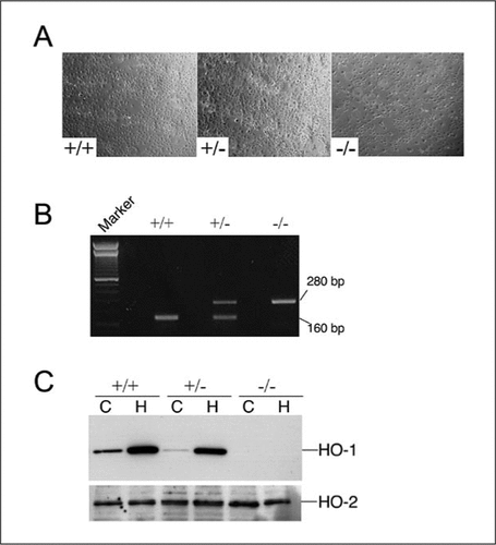 Figure 2.  Cellular phenotype of mouse aortic endothelial cells (MAECs) from heme oxygenase (HO-1) +/+, +/−, and −/− mice.(A) Phase-contrast microscopy of confluent MAECs from HO-1 +/+, +/−, and −/− mice. (B) PCR on genomic DNA from MAECs to confirm the genotype of the cells. Marker, 100-bp DNA ladder (Invitrogen, Carlsbad, CA, USA). (C) Cells were exposed to PBS (control) or 5 µlM hemin for 16 h, and Western blot analysis was performed using anti-HO-1 or anti-HO-2 antibodies. C, control; H, hemin.