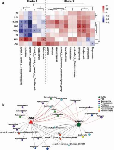 Figure 5. Associations of the oral microbial genera with clinical indicators. (a) Heatmap of the Spearman’s correlation between clinical indicators and discriminatory genus. Red squares indicate positive correlations, whereas blue squares indicate negative correlations. (b) Correlation network between FBG, HbA1c, and the top 50 high-abundant genera. Correlations were identified by Spearman’s rank correlation coefficient > 0.60 and P < 0.05. CON-enriched genera were presented below, while NT1D-enriched genera were presented above. *P < 0.05, **P < 0.01, ***P < 0.001.