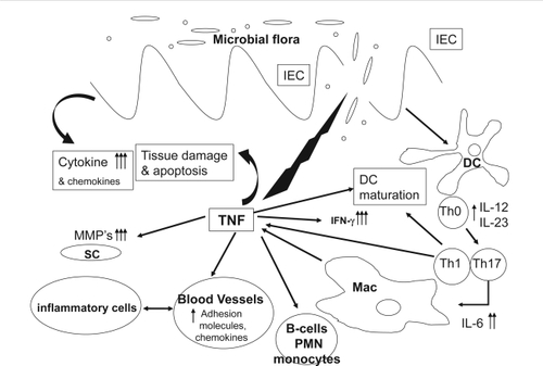 Figure 1 TNF-α involvement in intestinal inflammation. After initial damage to the mucosal barrier, TNF-α is secreted by T lymphocytes, macrophages (Mac), and intestinal epithelial cells causing epithelial cell apoptosis, production of cytokines and chemokines, maturation of DCs and activation of tissue metaloproteinases from SC. This in turn causes further barrier damage, activation of neutrophils (PMN) and B lymphocytes, up-regulation of adhesion molecules, and further recruitment of inflammatory cells.