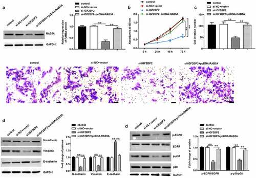 Figure 6. RAB5A overexpression reversed the effects of IGF2BP2 knockdown on OC cell proliferation, invasion and EMT. SKOV3 cells were transfected with si-IGF2BP2 (50 nM) alone or together with pcDNA-RAB5A (30 nM). (a) The expression of RAB5A protein in SKOV3 cells was detected by using Western blotting after transfection for 48 h. (b) CCK-8 assay was used to detect SKOV3 cell proliferation. (c) Transwell assay was conducted to evaluate SKOV3 cell invasion. (d) Western blotting assay was performed to detect the expression of EMT marker proteins (E-cadherin, N-cadherin and Vimentin). (e) The expression of p-EGFR/EGFR and p-p38/p38 proteins in SKOV3 cells was detected by Western blotting assay. Data were presented as mean ± SD. **P < 0.01.