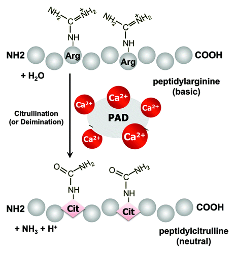 Figure 1. An outline of the protein citrullination (deimination) process. Calcium-dependent peptidylarginine deiminases (PADs) convert peptidylarginine into peptidylcitrulline, resulting in altered protein function.